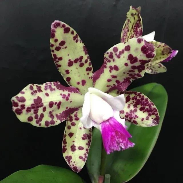 Cattleya Green Emerald 'Queen'