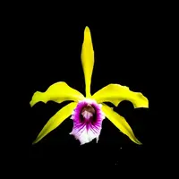 Cattleya tenebrosa var. 'Gold' x var. 'Yellow'