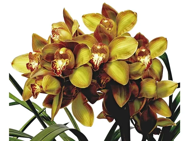 Cymbidium Pedro H 02m Ec (Cymbidium)