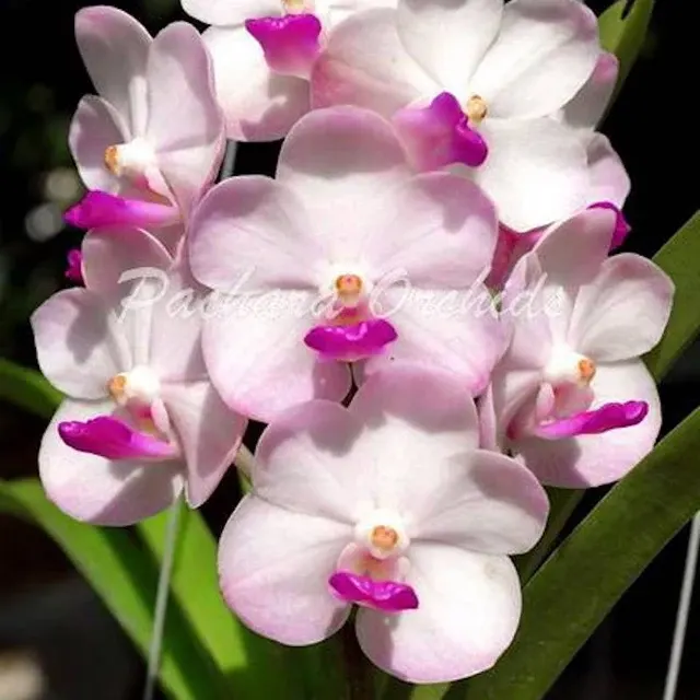 Vanda Crownfox Magic X Five Friendships