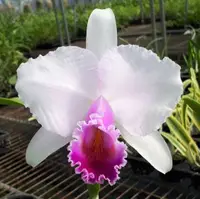 C. quadricolor (chocoensis) semi-alba x sib ('CH 2' x 'CH 1') (C2265) (Hybrid) SS