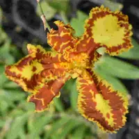 Psychopsis papilio three lips