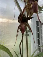 Paphiopedilum Wossner Black Wings (rothschildianum ‘Horizontal Wings’ x anitum ‘Ace’) PAM0241