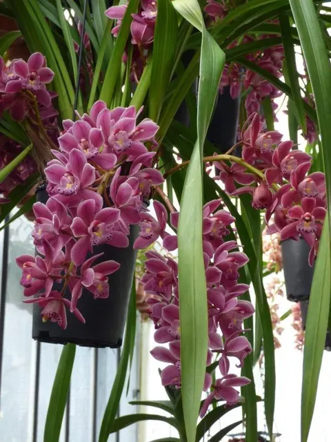 Cymbidium Ruby Sarah 'Gemstone' (Cymbidium)