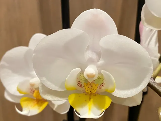 Phalaenopsis Timothy Christopher
