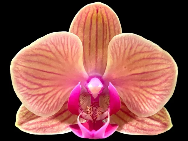 Phalaenopsis Ark’s Star