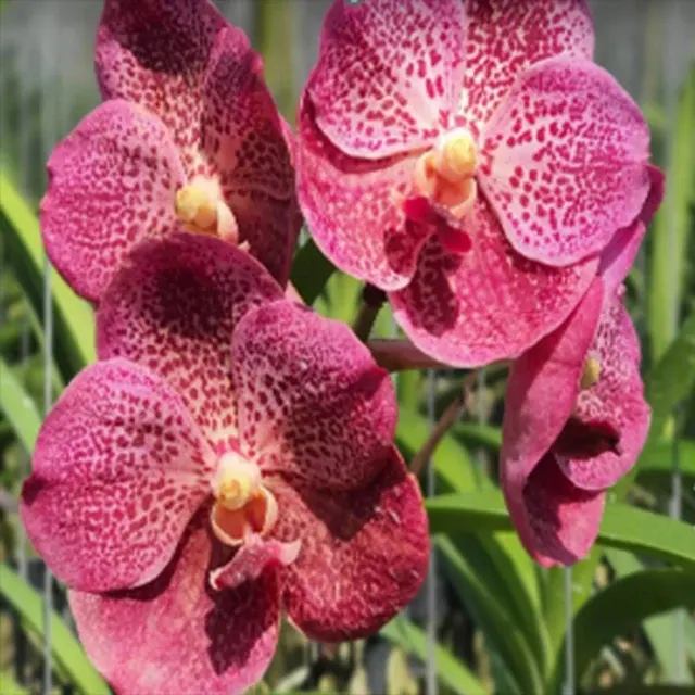 Vanda Renu Gold x Fantastic Fanfare (Vanda)