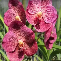 Vanda Orchid (Renu Gold x Fantastic Fanfare) #442 Mature - Ready To Flower