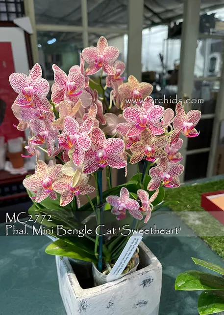 Phalaenopsis Mini Bengal Cat 'Sweetheart'