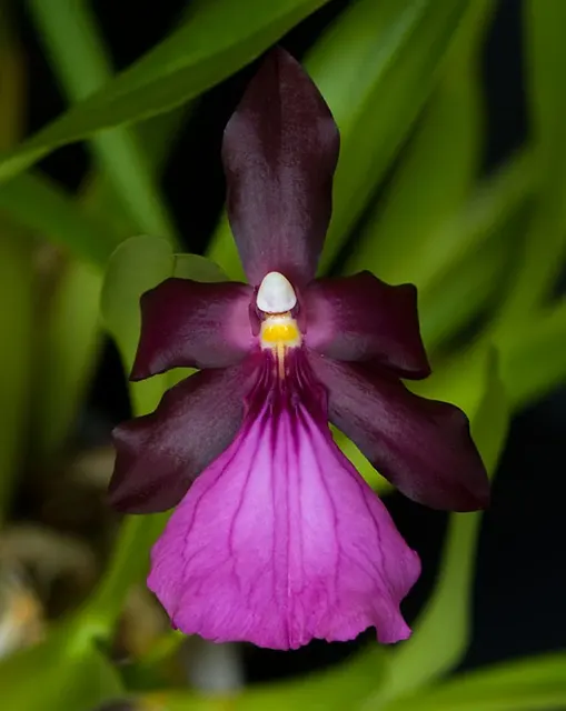 Miltonia spectabilis v. morelliana
