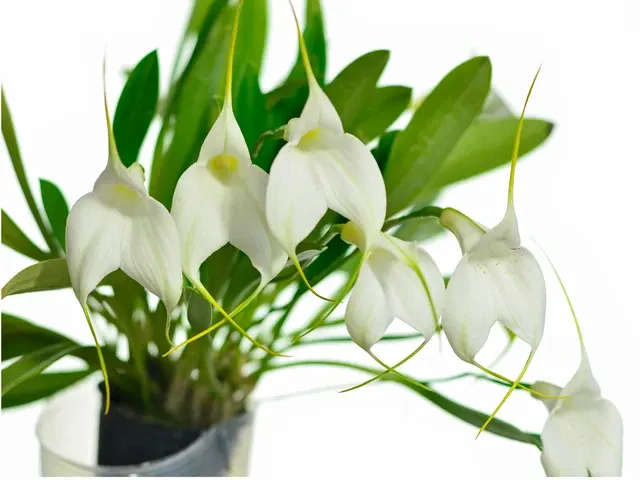 Masdevallia Ximenita (Masdevallia)
