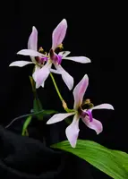 Ancistrochilus rothschildianus