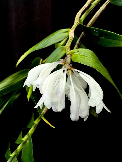 Dendrobium aphanochilum x sp blue (Dendrobium)
