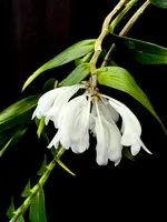 Dendrobium aphanochilum x sp blue