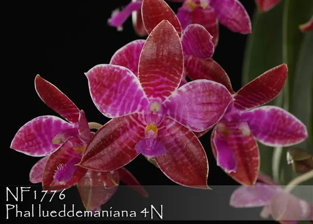 Phalaenopsis lueddemaniana 'Note: Limited'