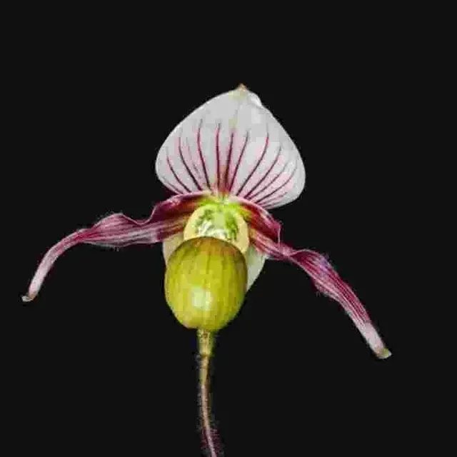 Paphiopedilium canhii (Paphiopedilum)