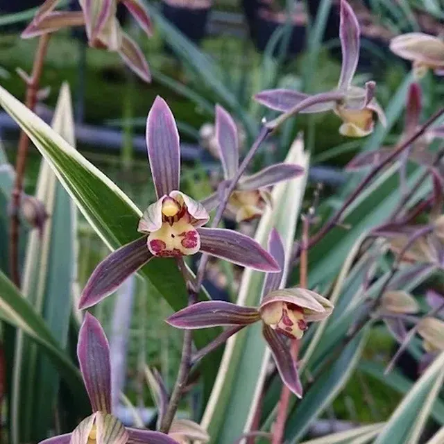 Cymbidium sinense 'Da Xun'