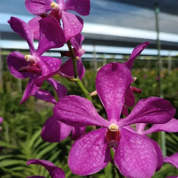 Mokara Jairak Rosy (Mokara)