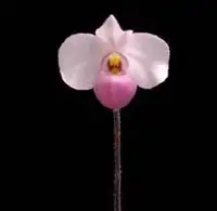 Paphiopedilum delenatii — Cal-Orchid Inc.