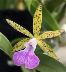 Brassocattleya Tigrinodosa 4N