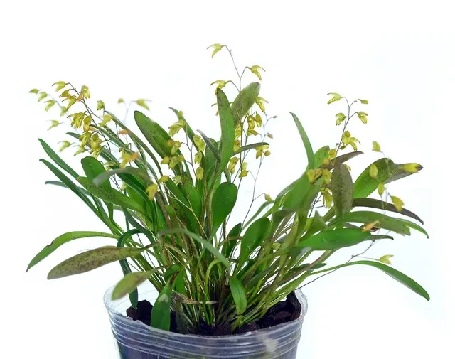 Specklinia grobyi (Specklinia)