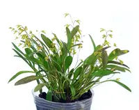 Specklinia grobyi