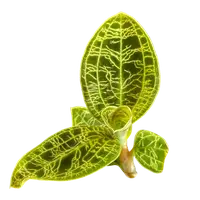 Macodes petola
