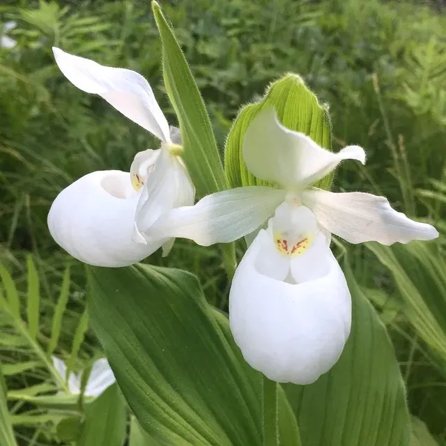 Cypripedium White - Cypripedium Macranthos Var. Albiflorum