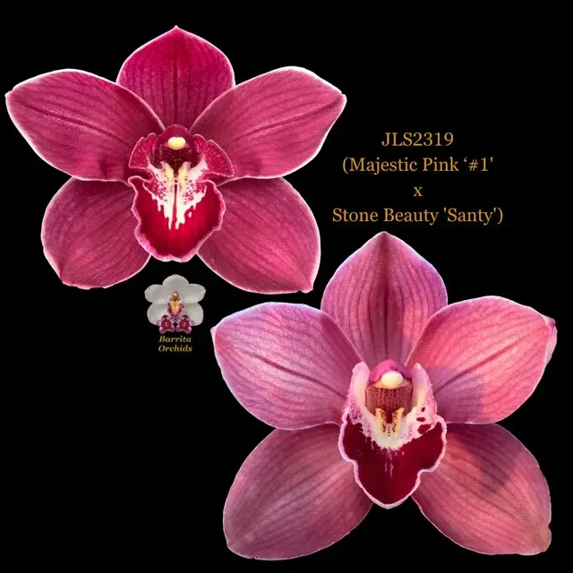 Cymbidium Majestic Pink #1 x Stone Beauty 'Santy' (Cymbidium)