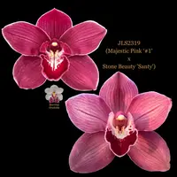 Cymbidium Seedling JLS2319 (Majestic Pink #1 x Stone Beauty 'Santy')