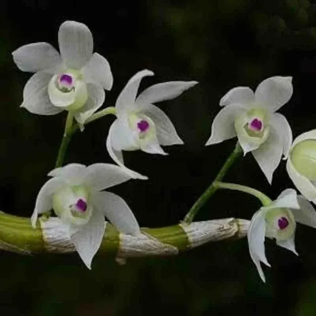 Dendrobium hercoglossum fma semi alba sp (Dendrobium)