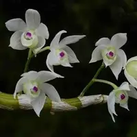 Dendrobium hercoglossum fma. semi alba sp.