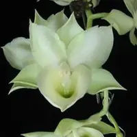 Catanoches Jumbo Chastity 'Jumbo Orchids' 2.5"