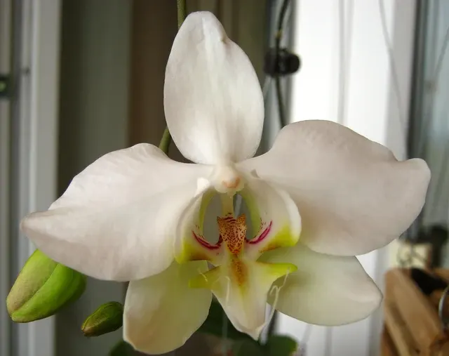 Phalaenopsis sanderiana fma alba