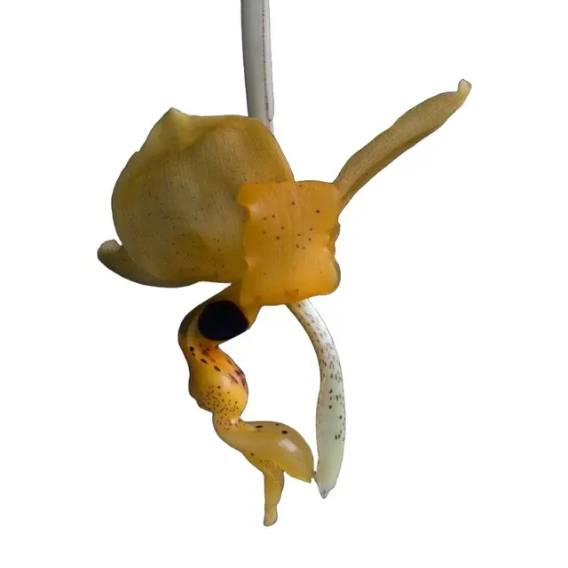 Stanhopea nigripes (Stanhopea)