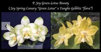 Phalaenopsis Joy Green Lotus Beauty seedling