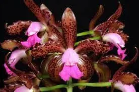 Cattleya leopoldii var tipo x 'Vodoo'