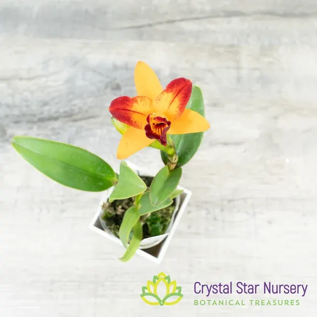 Rhyncholaeliocattleya Shinfong Flare