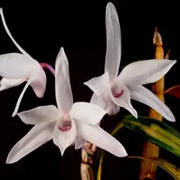 Dendrobium metrium (sociale) sp.