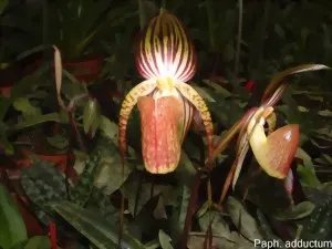 Paphiopedilum adductum (Paphiopedilum)