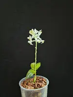 Ludisia discolor var. alba