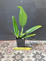 Pot. Chief Sweet Orange 'CF215'