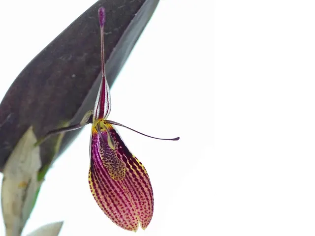 Restrepia elegans red (Restrepia)