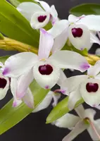 Dendrobium nobile