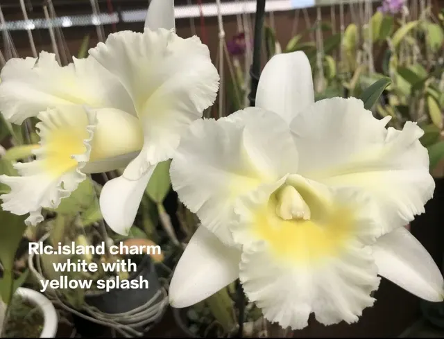 Cattleya 6 Orchid (Cattleya)