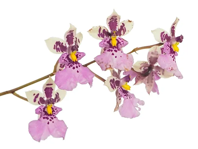 Caucaea phalaenopsis