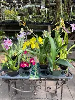 Oncidium Grower's Choice