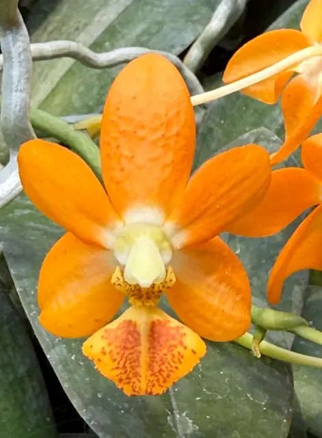 Phalaenopsis Norman's Gold Coin 'Prince'