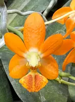 Phalaenopsis NORMAN'S GOLD COIN 'Prince' (Liu's Gold Coin x stuartiana)