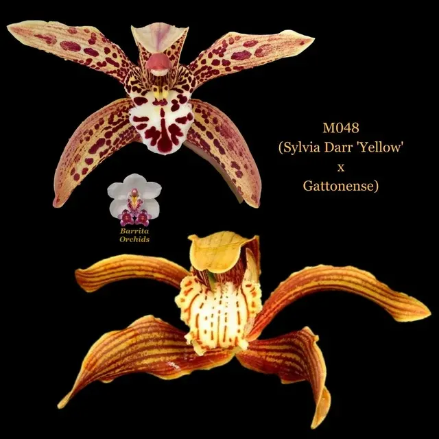 Cymbidium Seedling M048 'Yellow' (Cymbidium)